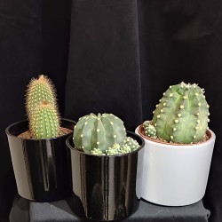 Cactus - Vert